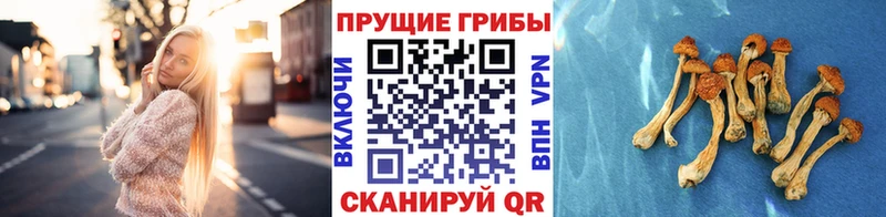 Псилоцибиновые грибы прущие грибы Павловск